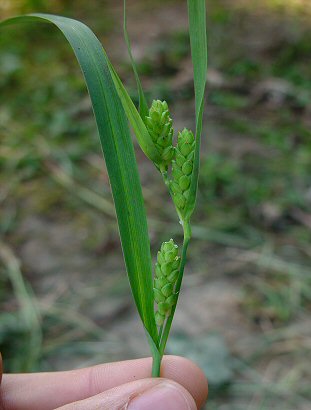 Carex_glaucodea_inflorescence.jpg