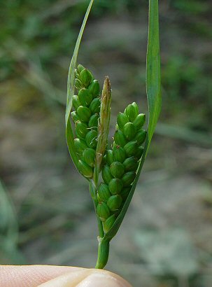 Carex_glaucodea_inflorescence2.jpg