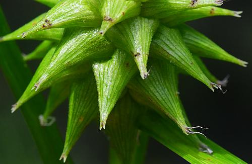 Carex_grayi_perigynia1.jpg