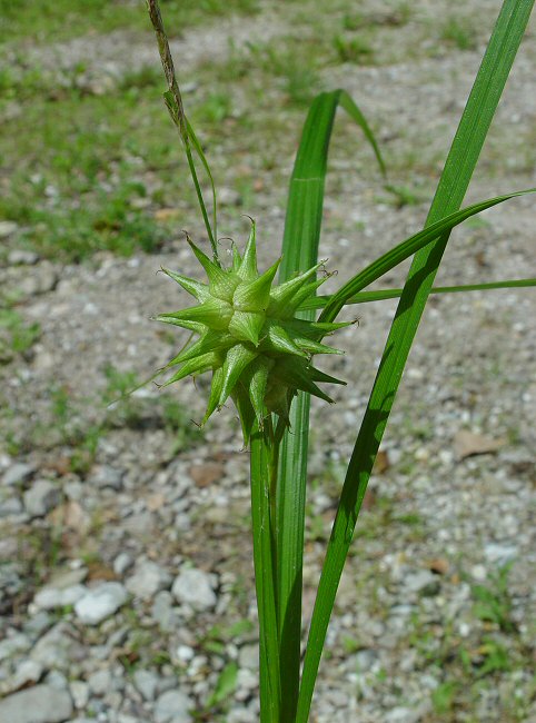 Carex_grayi_plant.jpg