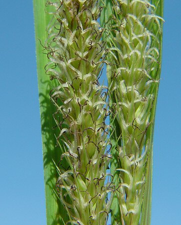 Carex_hyalinolepis_pistillate_flowers.jpg