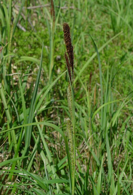 Carex_hyalinolepis_plant.jpg