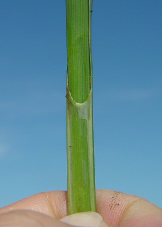 Carex_hyalinolepis_sheath.jpg