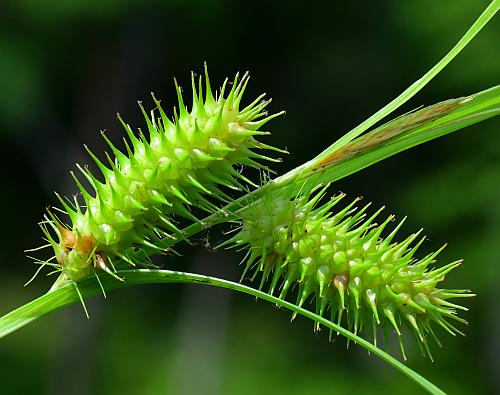 Carex_lurida_inflorescence2.jpg