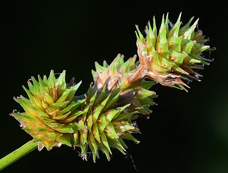 Carex_molesta_inflorescence.jpg