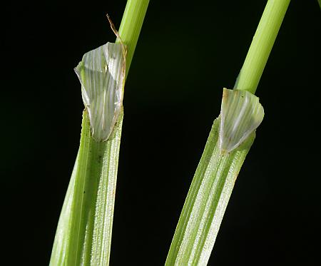 Carex_molesta_ligules.jpg