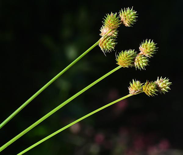 Carex_molesta_plant.jpg