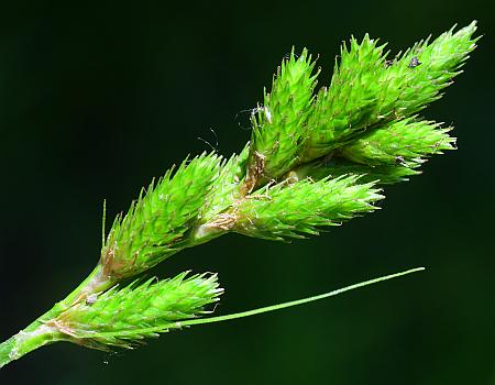 Carex_normalis_inflorescence.jpg