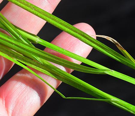 Carex_normalis_leaves.jpg