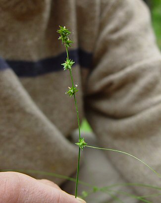 Carex_rosea_inflorescence.jpg