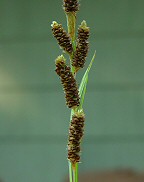 Carex shortiana thumbnail