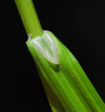 Carex_tribuloides_ligule.jpg