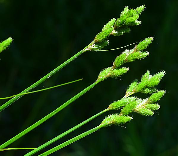 Carex_tribuloides_plant.jpg
