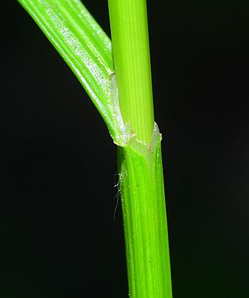 Carex_tribuloides_sheath.jpg
