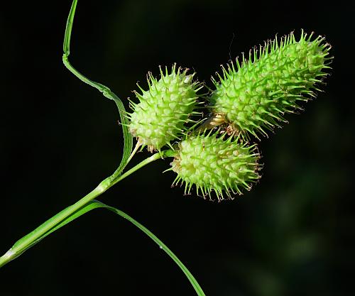 Carex_typhina_inflorescence.jpg