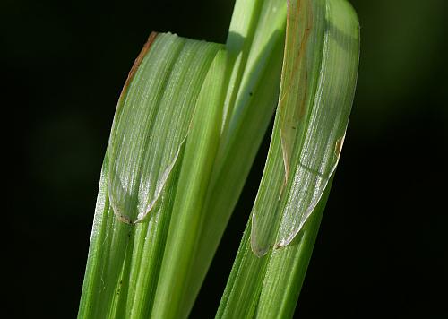 Carex_typhina_ligule.jpg