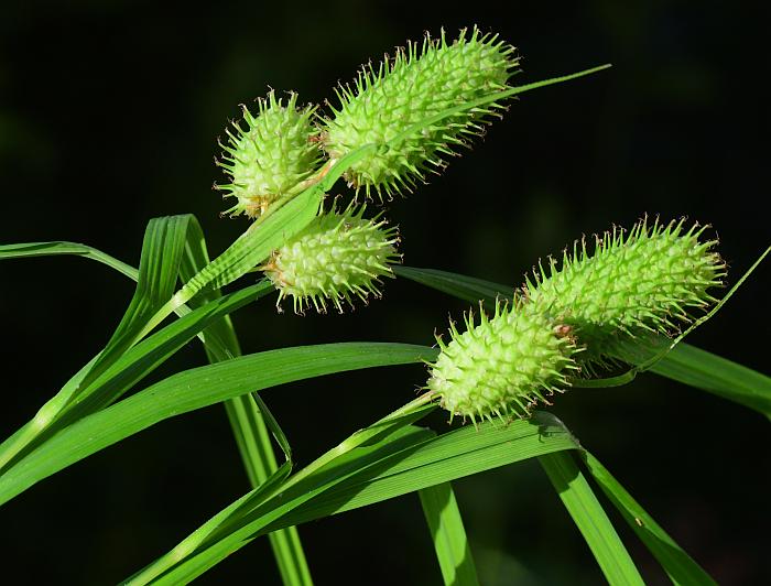 Carex_typhina_plant.jpg