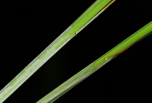Carex_typhina_sheaths.jpg