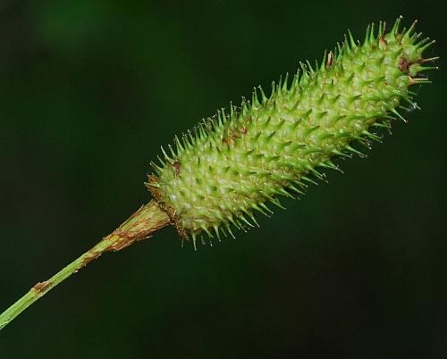 Carex_typhina_spike.jpg