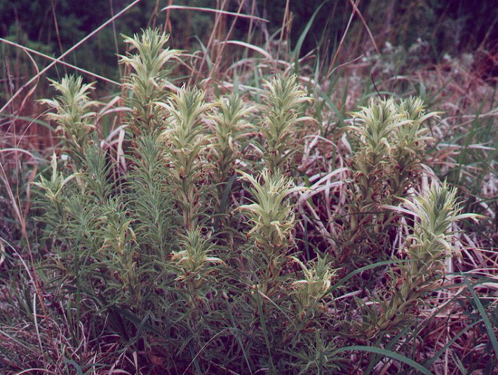 castilleja sulphurea paintbrush plant reddit bing