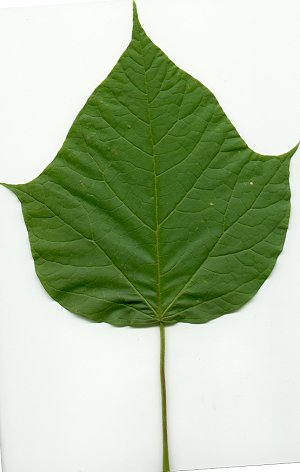 Catalpa_bignoniodes_leaf.jpg