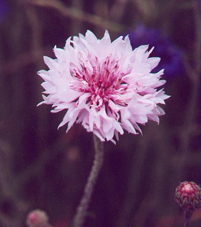 Centaurea_cyanus_flowers2.jpg