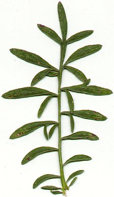 Centaurea_stoebe_leaf.jpg