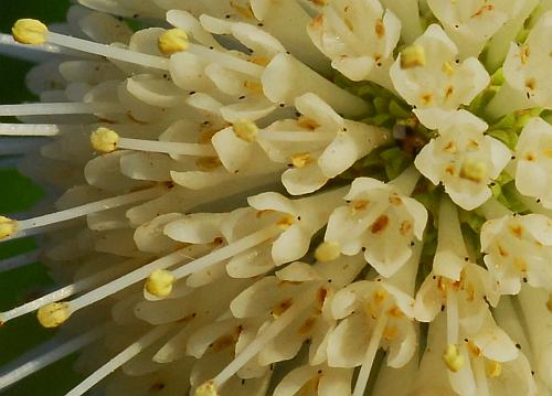 Cephalanthus_occidentalis_flowers.jpg