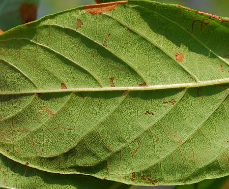 Cephalanthus_occidentalis_leaf2.jpg
