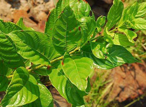 Cephalanthus_occidentalis_leaves.jpg