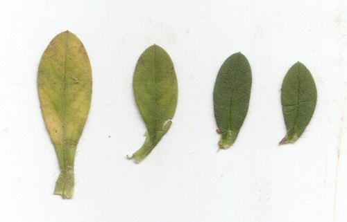 Cerastium_brachypetalum_leaves.jpg
