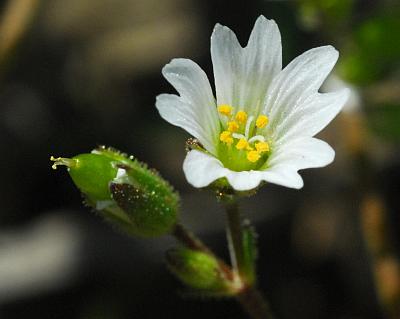 Cerastium_dubium_flower.jpg