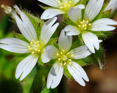 Cerastium_glomeratum_flowers2.jpg