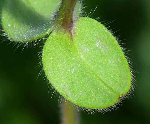Cerastium_glomeratum_leaf2.jpg