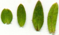 Cerastium_glomeratum_leaves.jpg