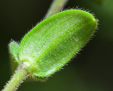 Cerastium_pumilum_leaf2.jpg