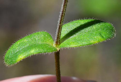 Cerastium_pumilum_leaves1.jpg