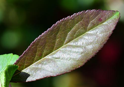 Chaenomeles_speciosa_leaf1.jpg