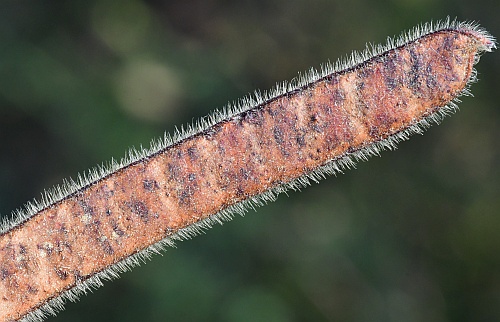 Chamaecrista_fasciculata_fruit2.jpg