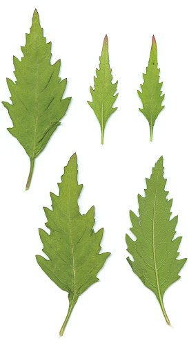 Chenopodium_ambrosioides_leaves.jpg