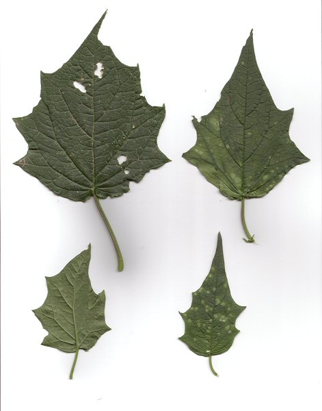 Chenopodium_simplex_leaves.jpg