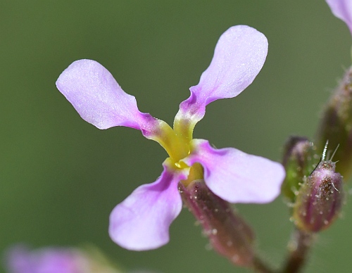 Chorispora_tenella_corolla.jpg