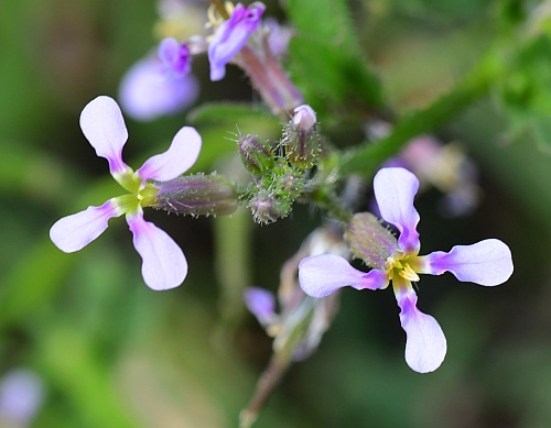 Chorispora_tenella_flowers.jpg