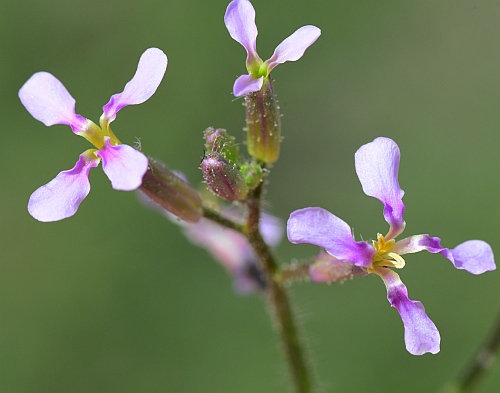 Chorispora_tenella_inflorescence2.jpg