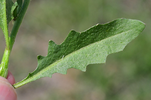 Chorispora_tenella_leaf1.jpg