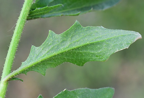Chorispora_tenella_leaf2.jpg