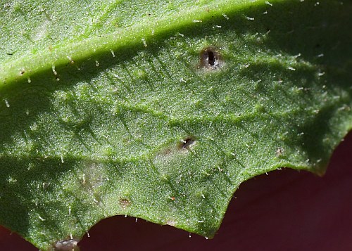 Chorispora_tenella_leaf2a.jpg