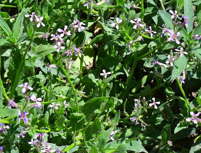 Chorispora_tenella_plant.jpg