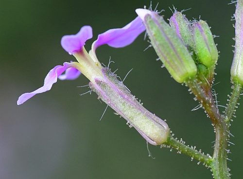 Chorispora_tenella_sepals.jpg