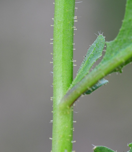 Chorispora_tenella_stem.jpg
